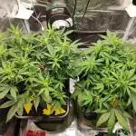 Epic Buzz Auto & Cinderella Auto