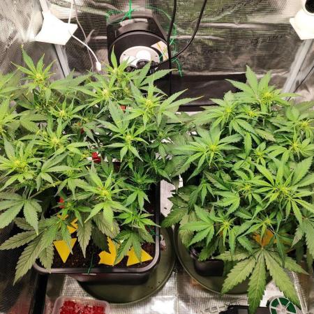Epic Buzz Auto & Cinderella Auto