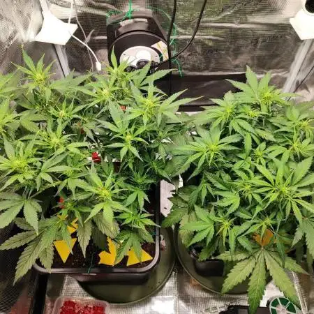 Epic Buzz Auto & Cinderella Auto