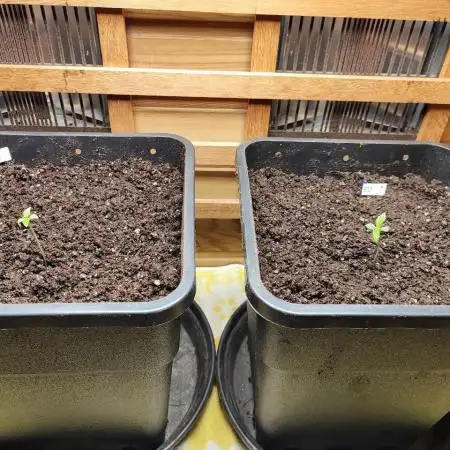 Blue Dream Auto+Frozen Black Cherry Auto