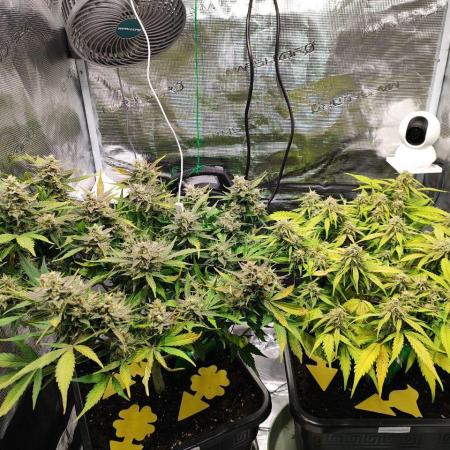 Epic Buzz Auto & Cinderella Auto