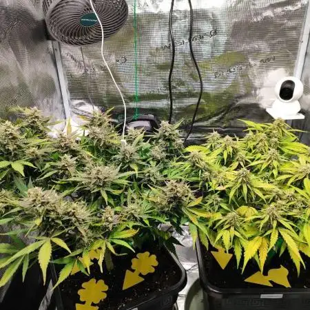 Epic Buzz Auto & Cinderella Auto