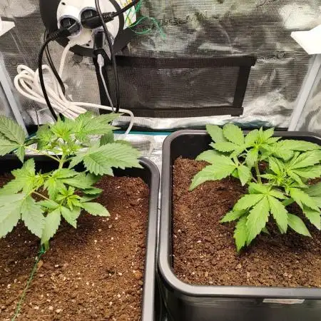 Epic Buzz Auto & Cinderella Auto