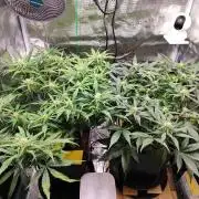 Blue Dream Auto+Frozen Black Cherry Auto