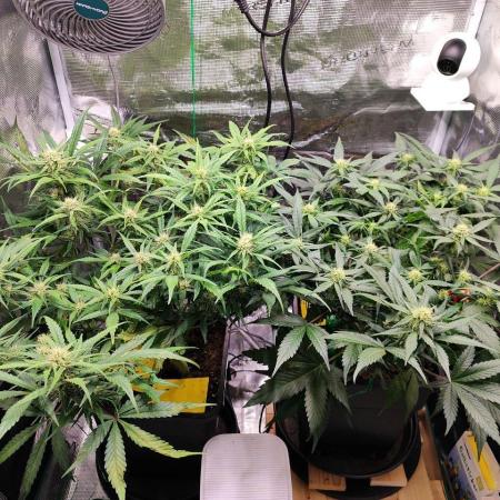 Blue Dream Auto+Frozen Black Cherry Auto