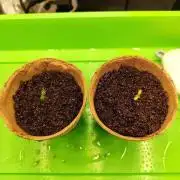 Malawi x Panama by Ace Seeds