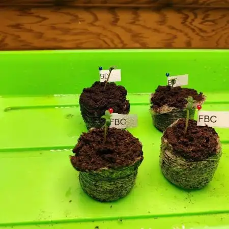 Blue Dream Auto+Frozen Black Cherry Auto