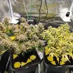 Epic Buzz Auto & Cinderella Auto