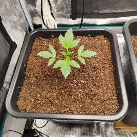 Epic Buzz Auto & Cinderella Auto