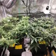 Blue Dream Auto+Frozen Black Cherry Auto