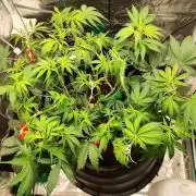 Malawi x Panama by Ace Seeds