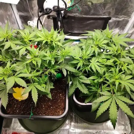 Epic Buzz Auto & Cinderella Auto
