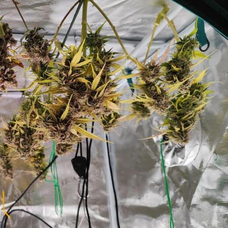 Epic Buzz Auto & Cinderella Auto