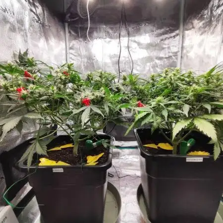Epic Buzz Auto & Cinderella Auto