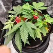 Malawi x Panama by Ace Seeds