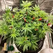 Malawi x Panama by Ace Seeds