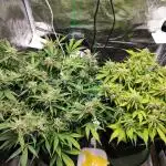 Epic Buzz Auto & Cinderella Auto
