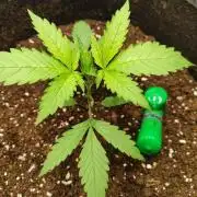 Malawi x Panama by Ace Seeds