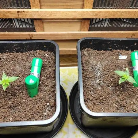 Blue Dream Auto+Frozen Black Cherry Auto