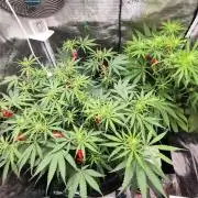 Malawi x Panama by Ace Seeds