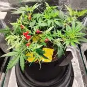 Malawi x Panama by Ace Seeds