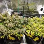 Epic Buzz Auto & Cinderella Auto