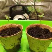 Malawi x Panama by Ace Seeds