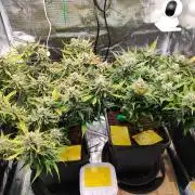 Blue Dream Auto+Frozen Black Cherry Auto