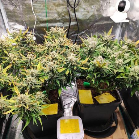 Blue Dream Auto+Frozen Black Cherry Auto