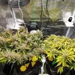 Epic Buzz Auto & Cinderella Auto