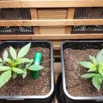 Blue Dream Auto+Frozen Black Cherry Auto