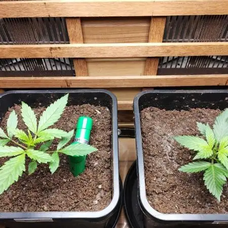 Blue Dream Auto+Frozen Black Cherry Auto