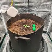 Malawi x Panama by Ace Seeds