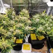 Blue Dream Auto+Frozen Black Cherry Auto