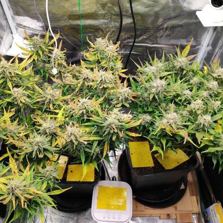 Blue Dream Auto+Frozen Black Cherry Auto