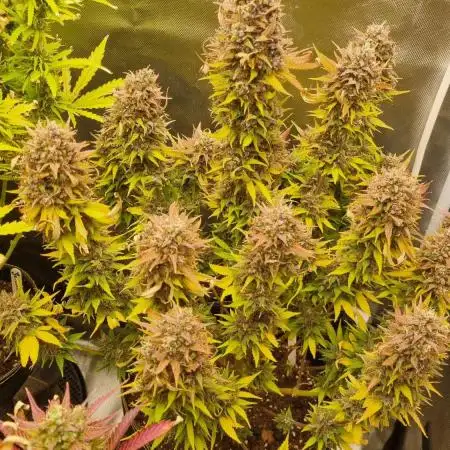 Banana Purple Punch Auto TBP