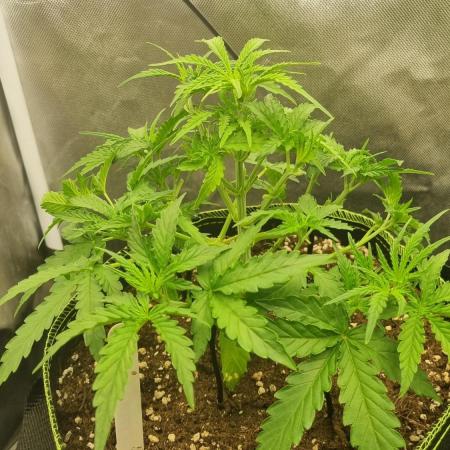 Gorilla Zkittlez Auto