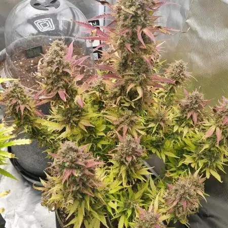 Papaya Cookies Auto