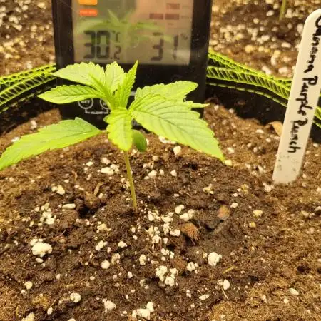 Papaya Cookies Auto