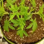 Gorilla Zkittlez Auto