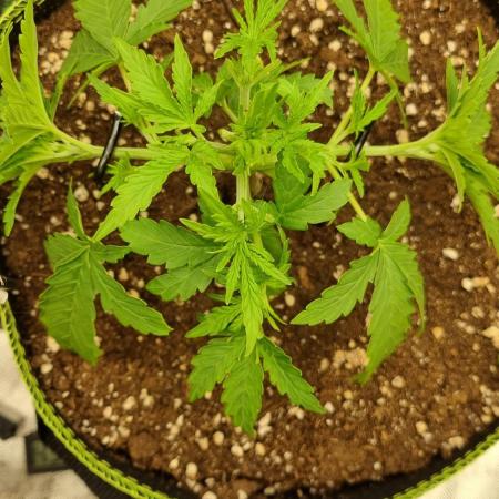 Gorilla Zkittlez Auto