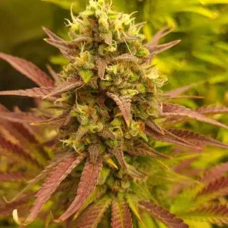 Papaya Cookies Auto