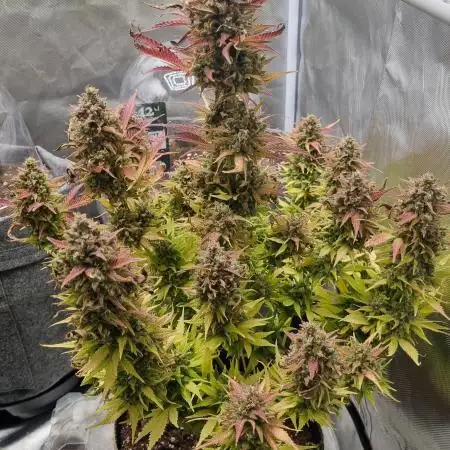 Banana Purple Punch Auto TBP