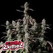 TPB Gorilla Z auto