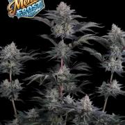 Mendo Frost