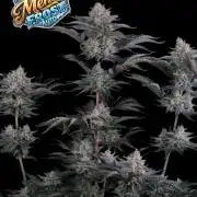 Mendo Frost