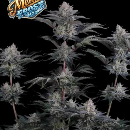 Mendo Frost