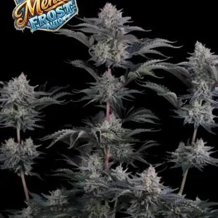 Mendo Frost
