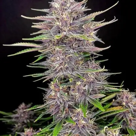 TPB Banana Purple Punch auto