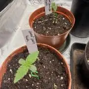 Huba Seed Bank